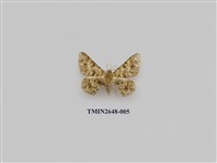 藏品(尺蛾177)的圖片